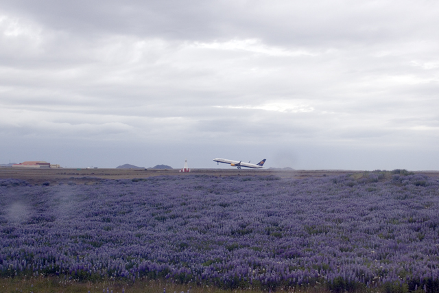 2011-06-26_19-20-50 island.jpg - Lupinen, so weit das Auge schaut